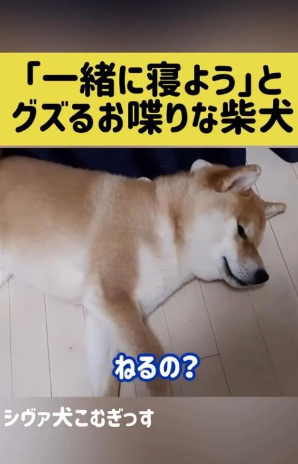 ふて寝▶（次画像から、なにごとも全力投球！キュートな姿に爆笑必至な『しばんばん２』が読めます）