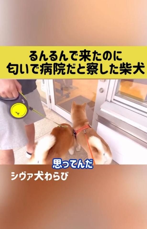 るんるんで歩くワンちゃん達▶ドアが開くと…（⇒次へ）