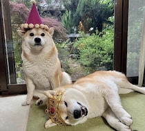 「ぬ、抜けない…」すき間から抜け出そうとするモフモフ柴犬の奮闘に42万いいね