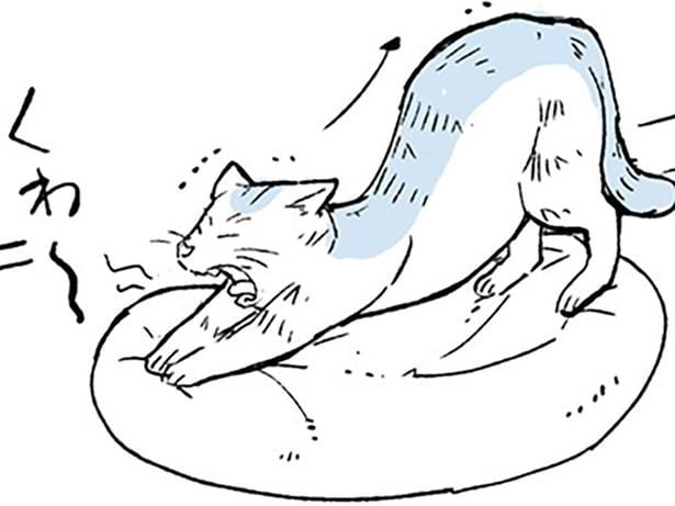猫の行動