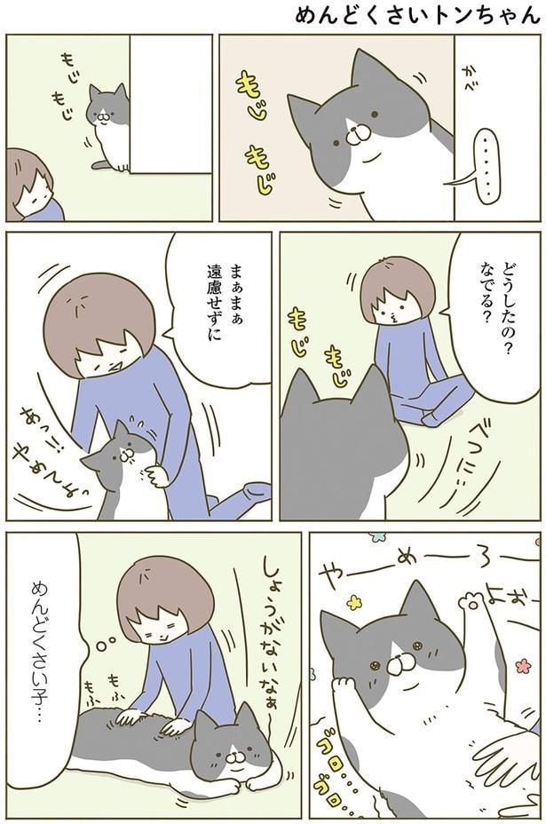 めんどくさいトンちゃん