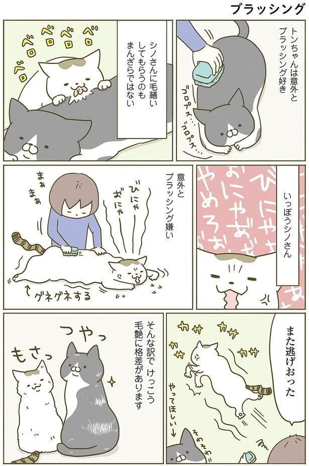 また逃げおった