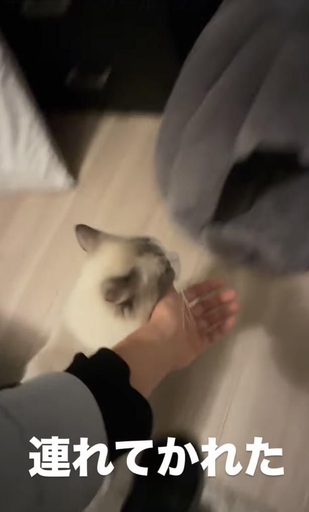 猫ベッドに到着▶ベッドで一息つき…（⇒次へ）