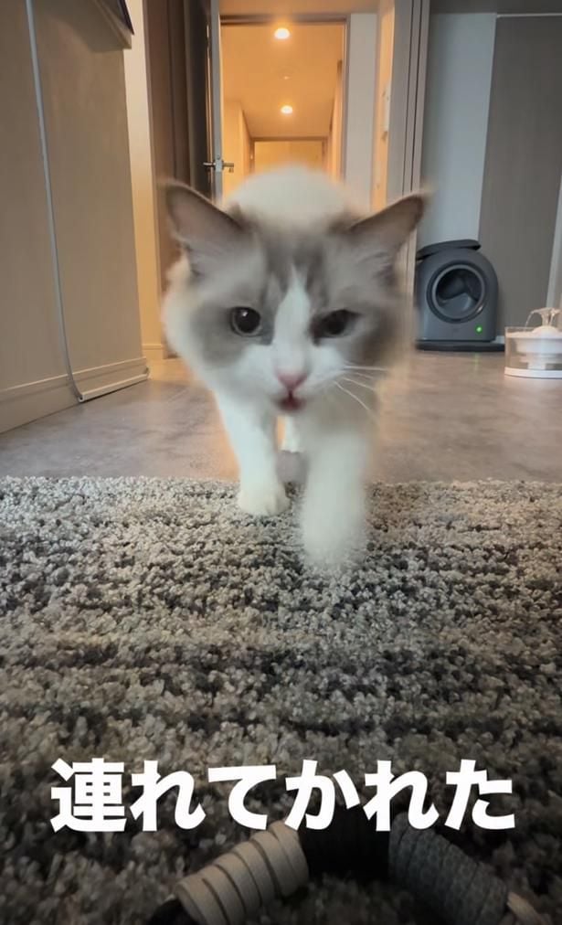 飼い主を“どこかへ”連れていきたい猫ちゃん（⇒次へ）