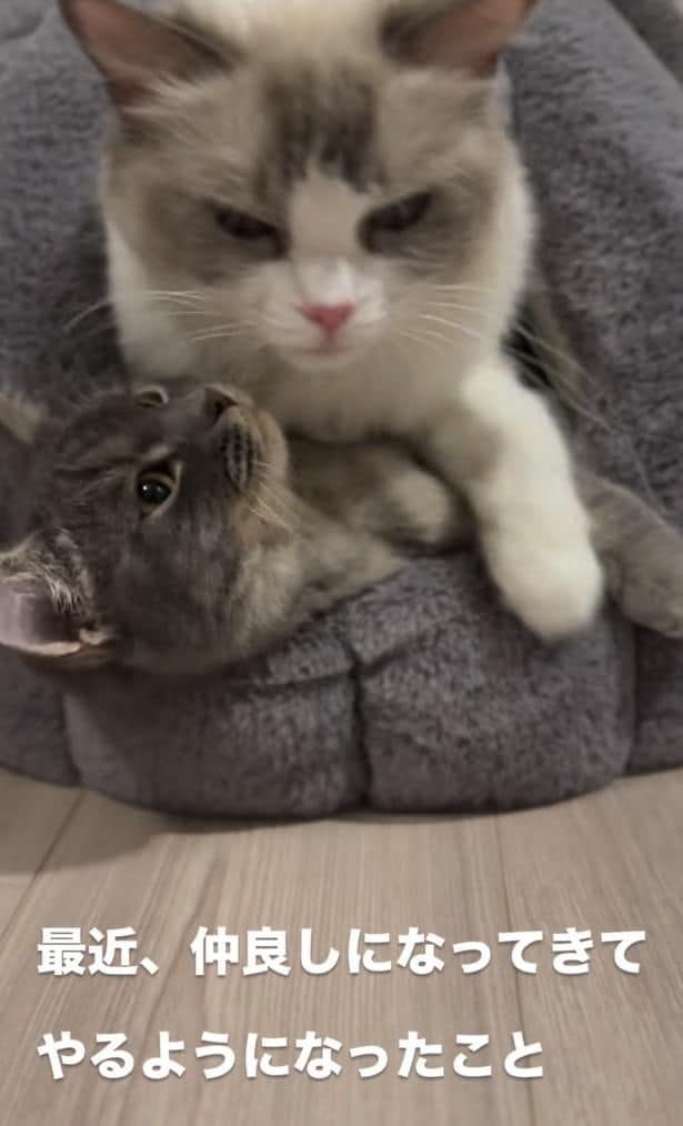 猫ベッドに入る2匹▶仲の良い様子も…（⇒次へ）