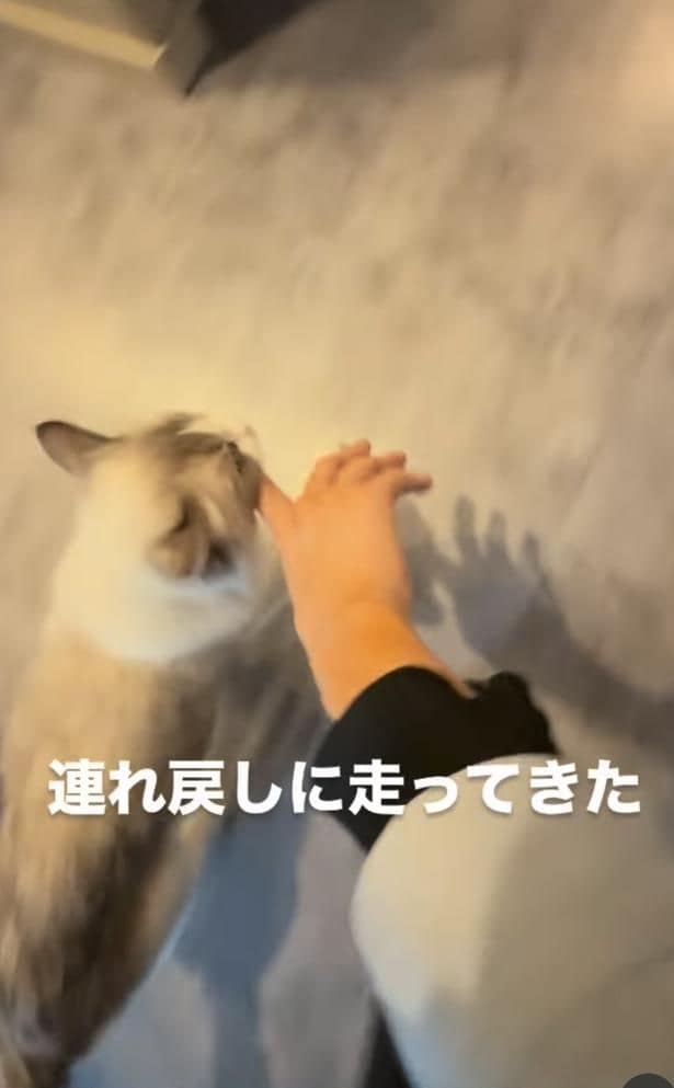 連れ戻しにきた▶今度は人差し指をくわえ…（⇒次へ）