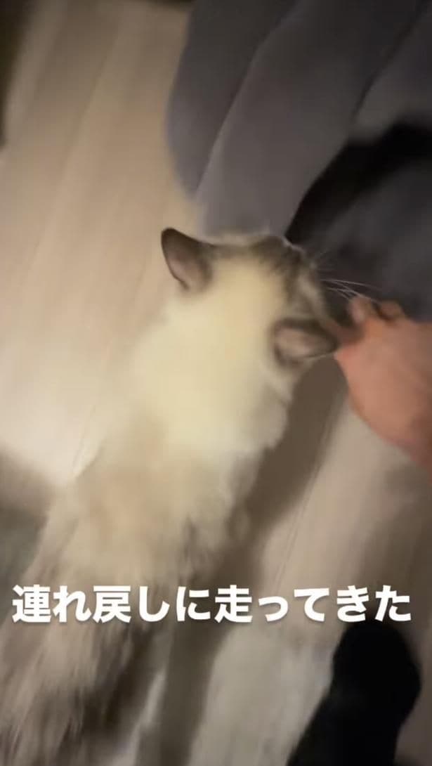 再び猫ベッドへと戻る▶姉妹猫と仲良し（⇒次へ）