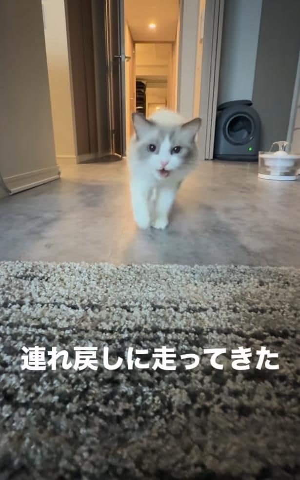 再び走ってきた猫ちゃん▶飼い主さんを…（⇒次へ）