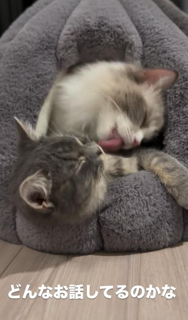 うっとりしている▶（次画像から毎日かわいいの最高値を更新してくれる愛猫と過ごす、賑やかで笑える日常『ますます!!!!!! シャム猫あずきさんは世界の中心』が読めます）