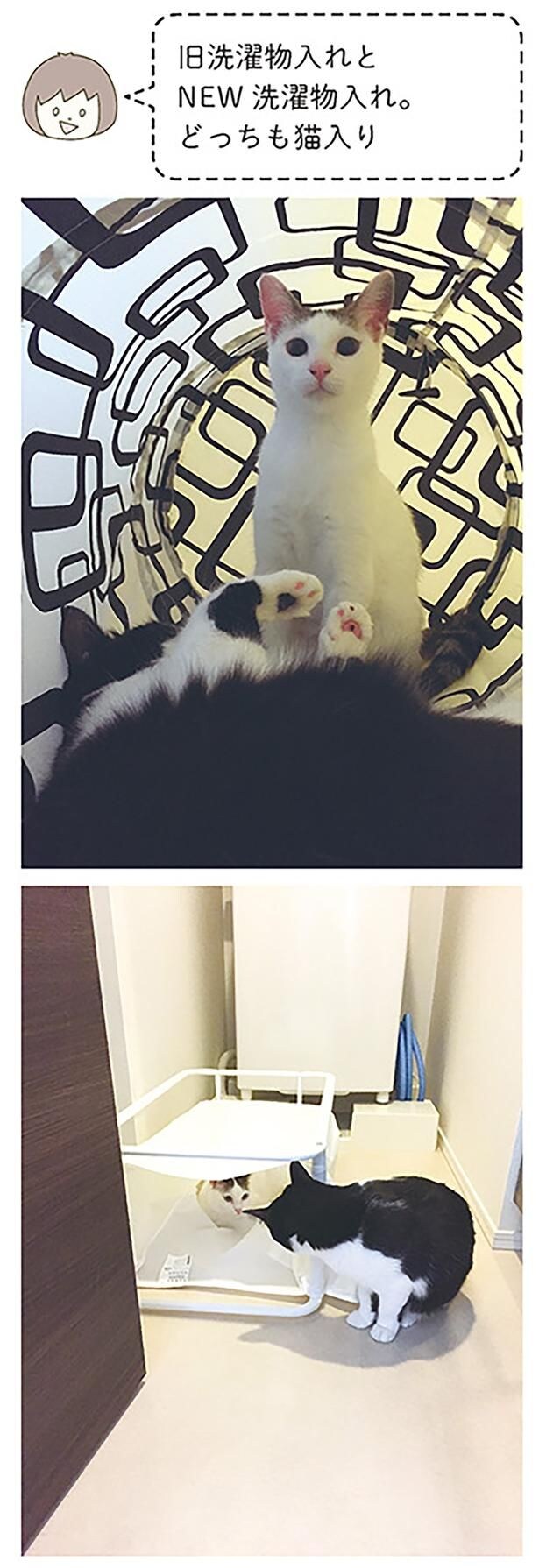 どっちも猫入り