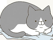 今日着る服の上に猫が！ なんとかどいてもらおうとするけれど