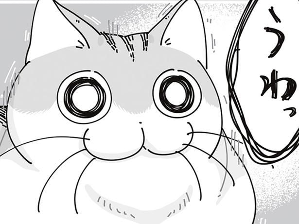 本当になんでもないよ！ のんびり中に飼い主が「うわっ」としたときのネコの反応