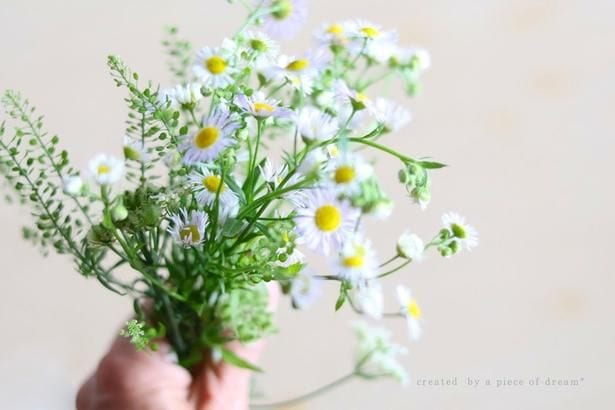 ハルジオンやヒメジオンなどをお散歩で摘んできました▶アイロンを使って押し花作り