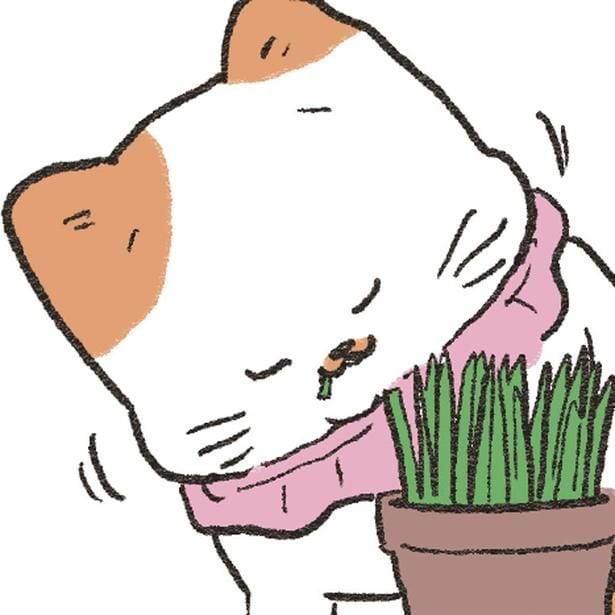 お隣の猫さんが食べているねこ草