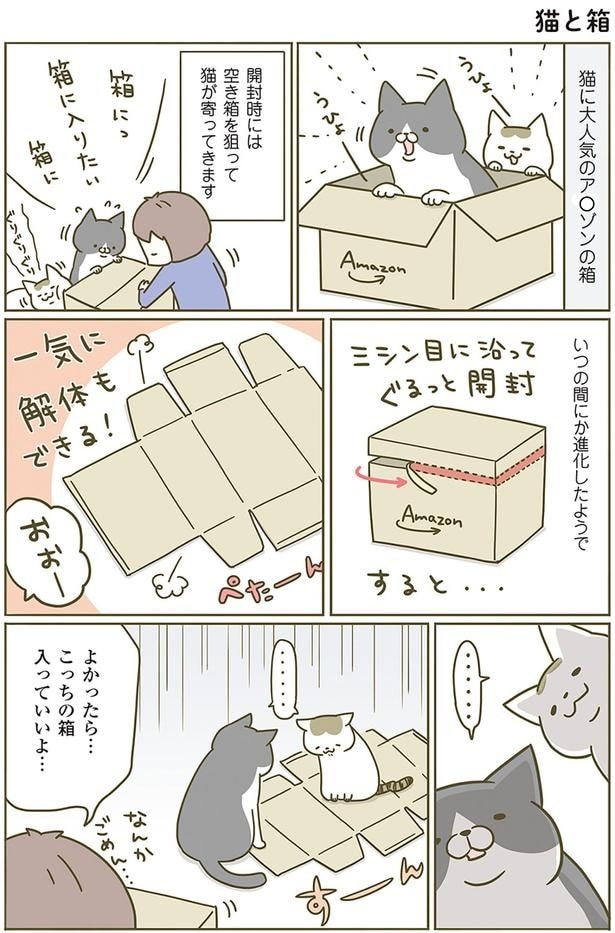猫と箱