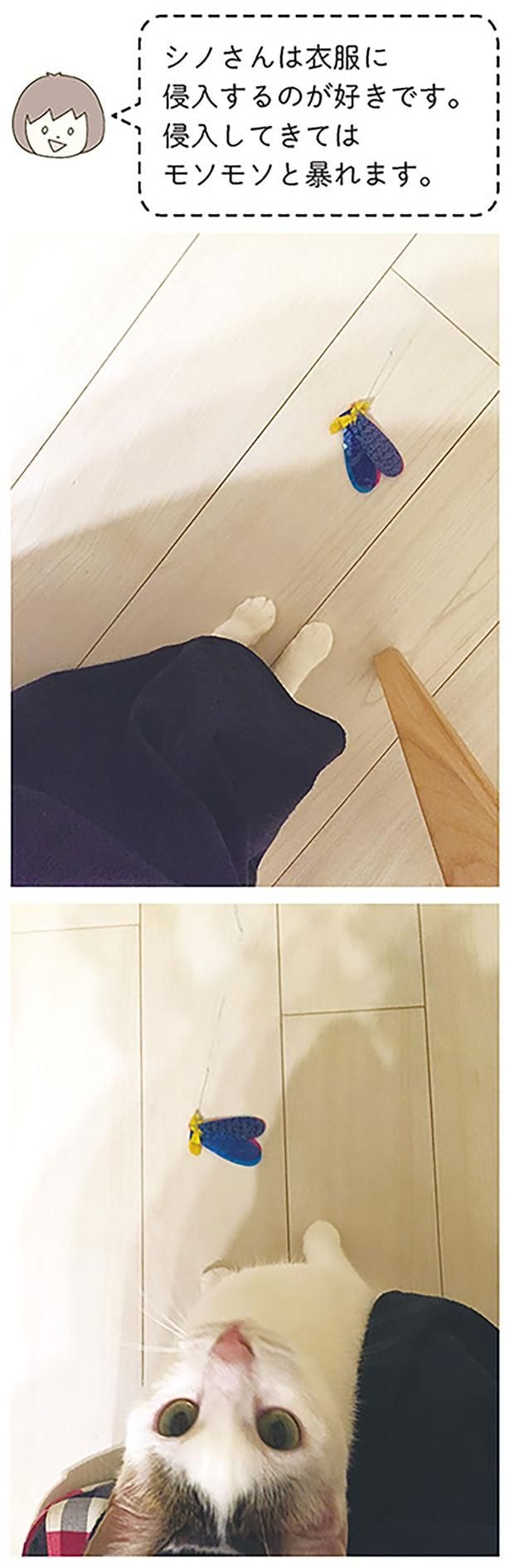 モソモソと暴れます