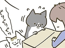 うちの猫に大人気な通販のダンボール。いつの間にか形状が進化していたようで？