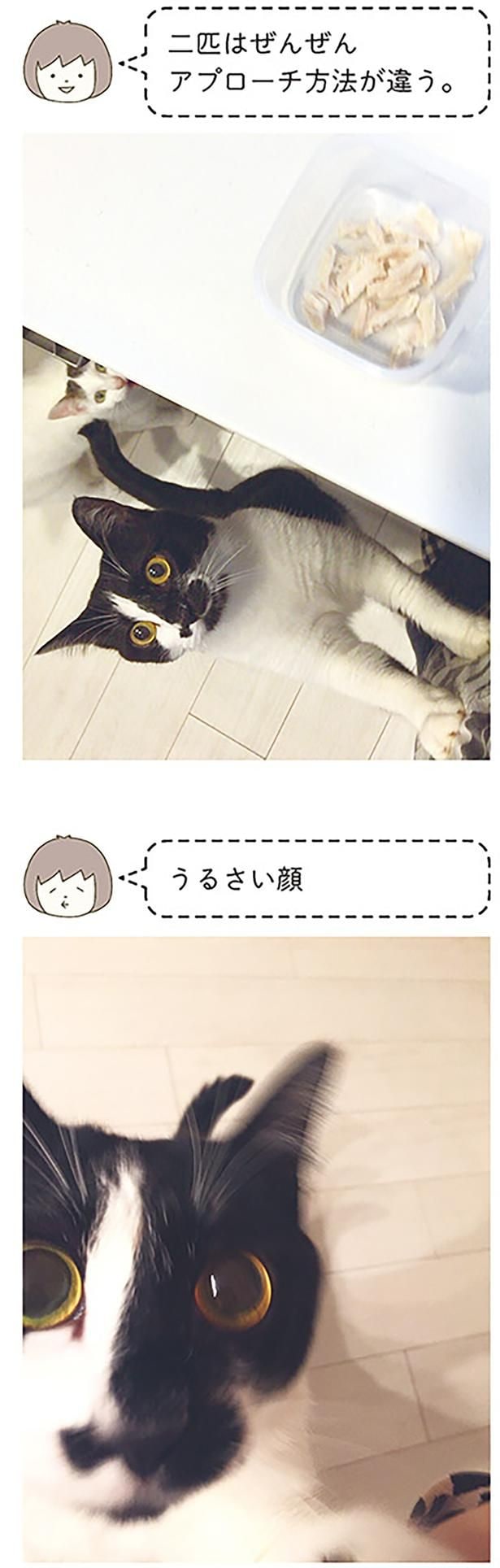 うるさい顔