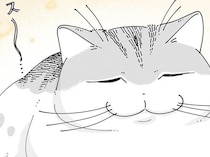 新しいおもちゃを発見。「ねえ、遊ぼう」誘おうとした飼い主の視線の先には眠るネコが