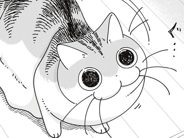 「ちょっと待って」ゴチャゴチャしている机の上に飛び乗ろうとするネコ
