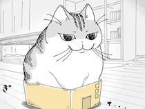箱に入って微調整。ぎゅむぎゅむっと体を溢れさせながら居座るネコ