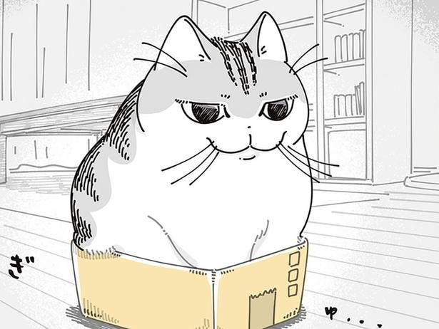 箱に入って微調整。ぎゅむぎゅむっと体を溢れさせながら居座るネコ