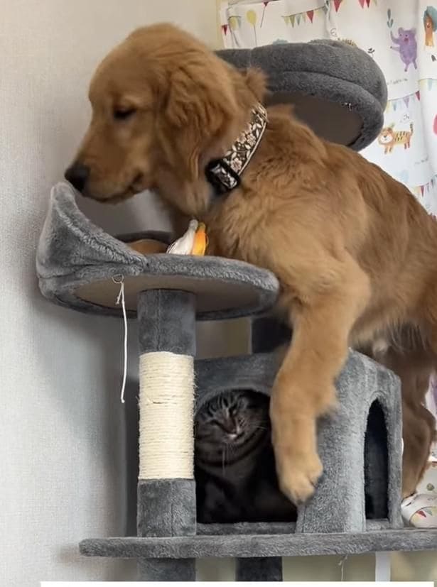 足が滑って猫ちゃんの近くまで落ちた▶すかさず…（⇒次へ）