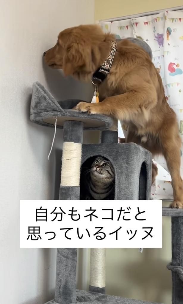 居心地のいい場所を探すワンちゃん▶猫用なのに…（⇒次へ）