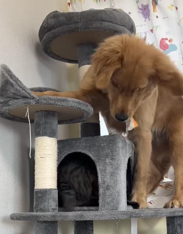 猫パンチ炸裂▶バランスを崩し…（⇒次へ）