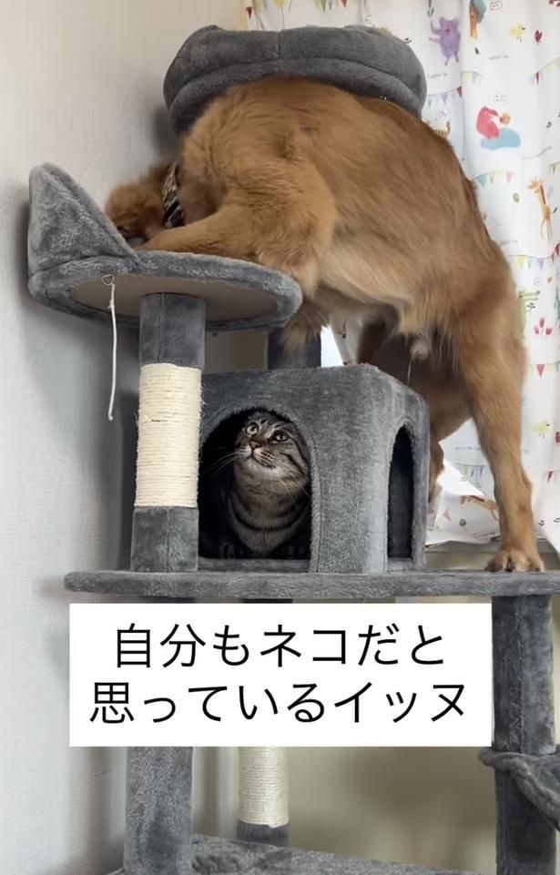上を気にする猫ちゃん（⇒次へ）