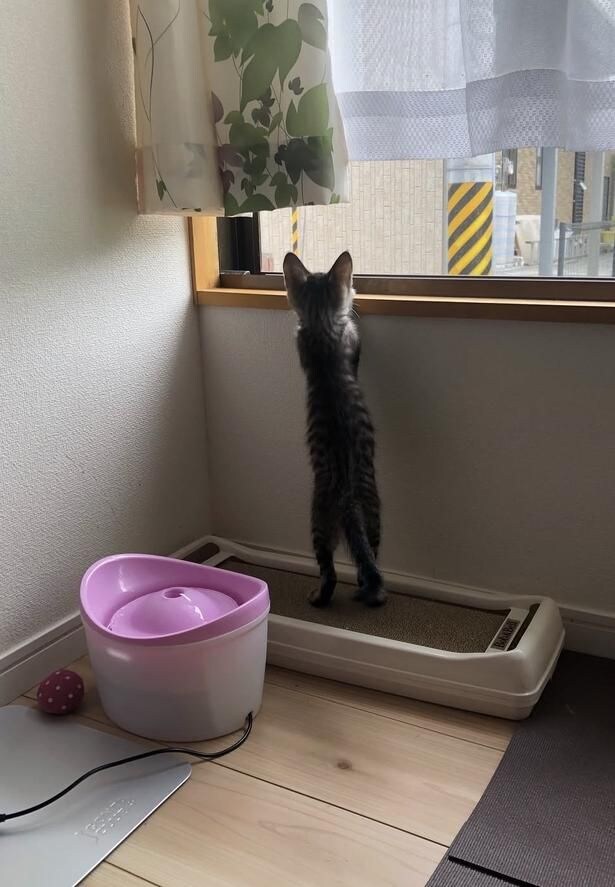 同じように窓辺に立つ猫ちゃん▶お姉ちゃんの近くに行きたい！？（⇒次へ）