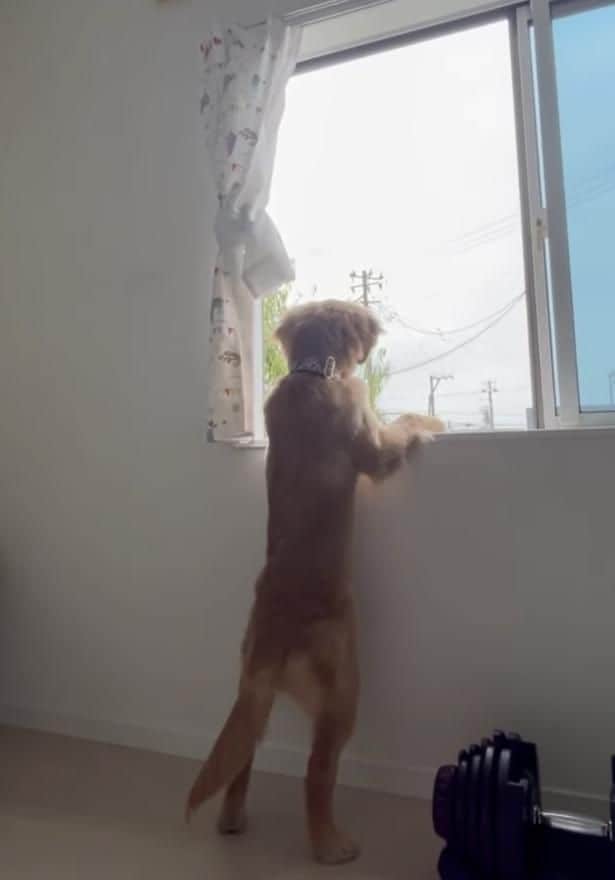 窓辺に立つワンちゃん▶数年前に実は…（⇒次へ）