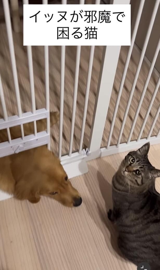 通れなくて立ち往生▶（次画像からブゥンと鼻を鳴らす犬のこまちと、元気いっぱいな猫のタビとのほっこりライフ『まめきちまめこニートの日常　こまちとタビ1』が読めます）