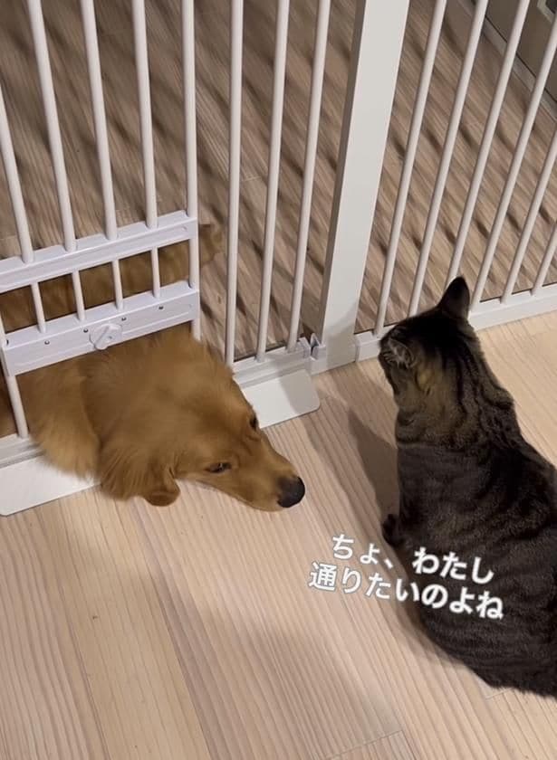 猫用ゲートを通ろうとするワンちゃん▶ゲートを通りたいのに…（⇒次へ）