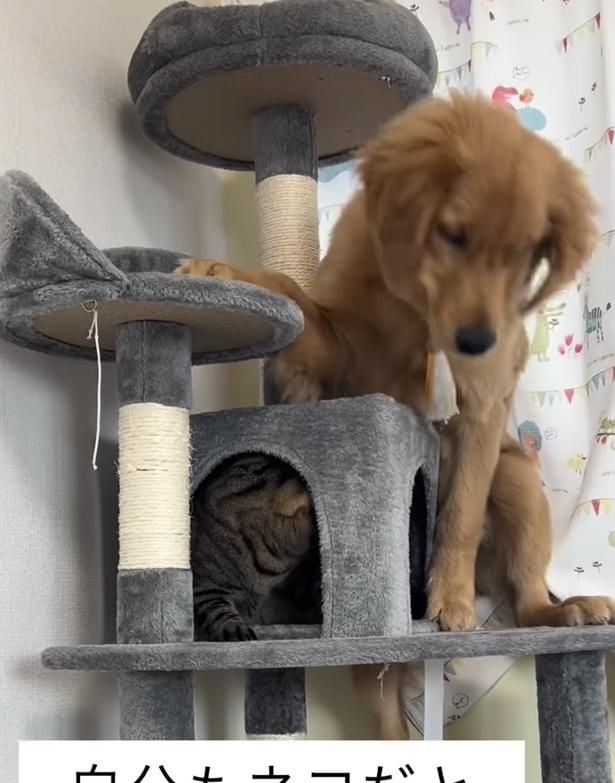 足が落ちてしまった▶自力で降りられなくなり…（⇒次へ）