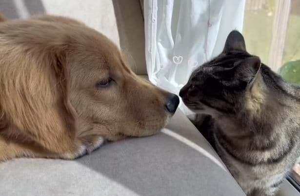 「そりゃ怒るわ」猫ちゃん専用の場所に上ったワンちゃんに起こったハプニングとは…？