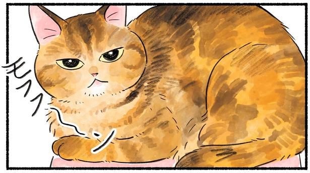 仕事で疲れて帰ってきたときに。癒される「もふもふ」の誘惑