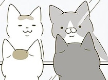 映っているのが自分だって分かってる？ 我が家の猫たちが鏡を見るのが好きな理由は
