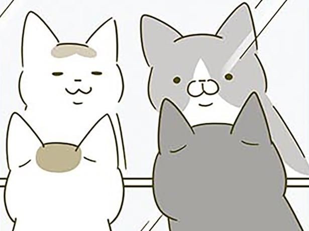 映っているのが自分だって分かってる？ 我が家の猫たちが鏡を見るのが好きな理由は