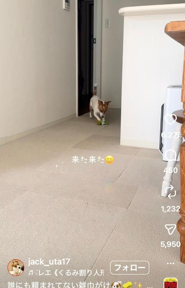 特技を披露する「うたちゃん」(⇒次へ)