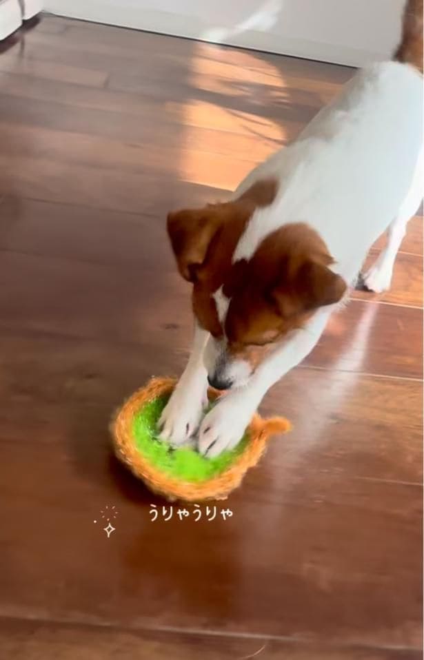 木の床をゴシゴシ▶どんな道具だって使いこなす(⇒次へ)