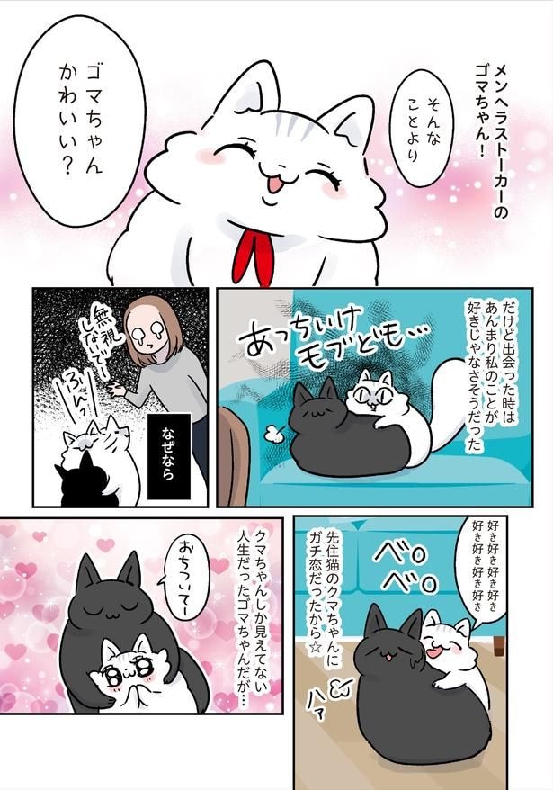 ゴマちゃんかわいい？