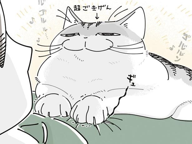 「このまま寝たらお腹冷えるな」毛布を取りにいこうとしたらネコが乗ってきて