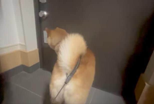 お散歩に行きますかね▶︎ドアを開けて…(⇒次へ)