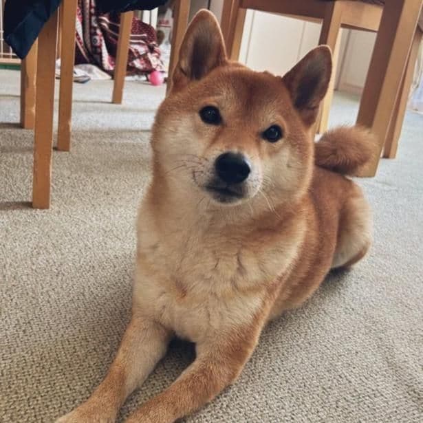 正直すぎる表情が話題になったむぎまるくん
