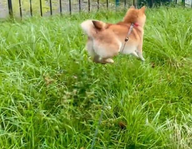 うれしい!ジャンプ!▶︎もっと飛んじゃいます(⇒次へ)