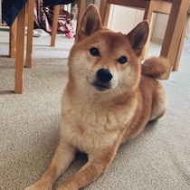 晴れの日は大ジャンプ！なのに雨の日は…柴犬の正直すぎる表情に1.4万いいね