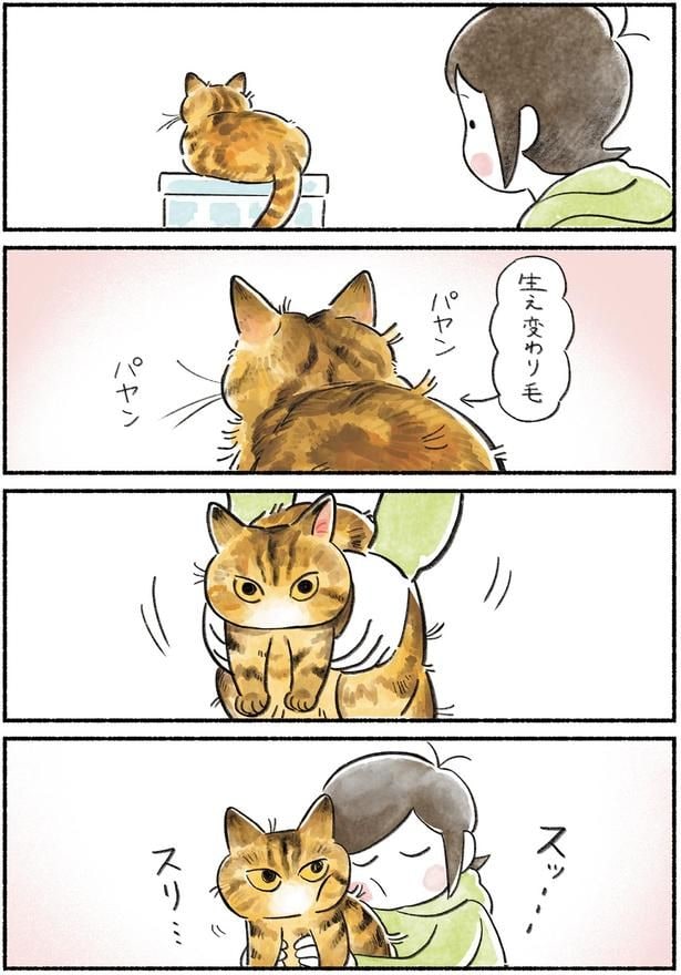 生え変わり毛