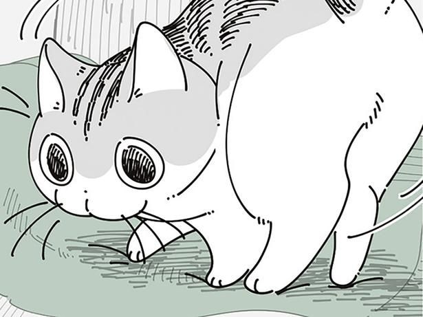 飼い主の服の上で