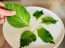 冷蔵庫でシワシワにさせない！余った大葉を最後まで使い切るパリパリ保存ハックとは？